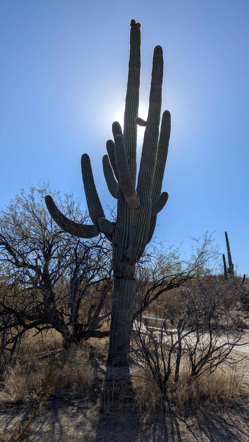 Saguaro Kaktus