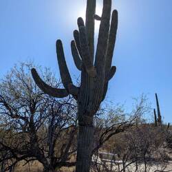 Saguaro Kaktus