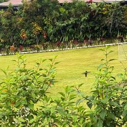 Kolibri im Garten des Hotels