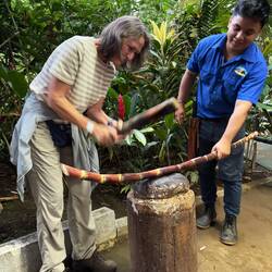 Zuerst das Zuckerrohr vorbereiten