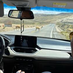 Vicuñas crossing