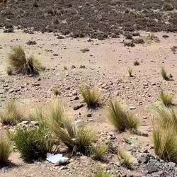 Vicuñas follow the Alpha in their group