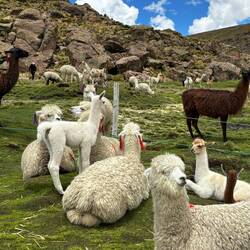 More llamas