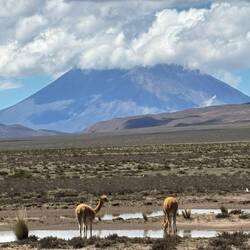 Further along our drive up, we started to see vicuñas