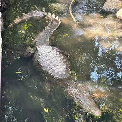 mein Krokodil - kriegt wahrscheinlich mal einen Happen hier ...