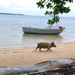 Tonga Schweine