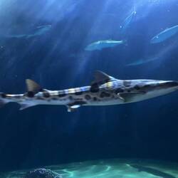 Ein alter Bekannter von Heron Island, nur größer