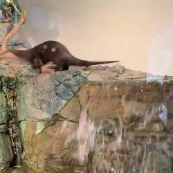 Der Höhepunkt im Aquarium: Die Seeotter