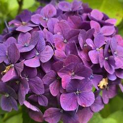 Botanical Garden: Überall Hortensien