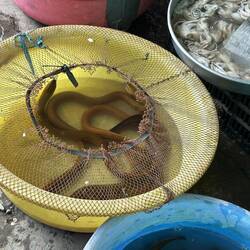 Live catfish, eels, you name it, at the market