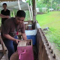 Geröstete Bohnen werden gebrochen und dann geschält