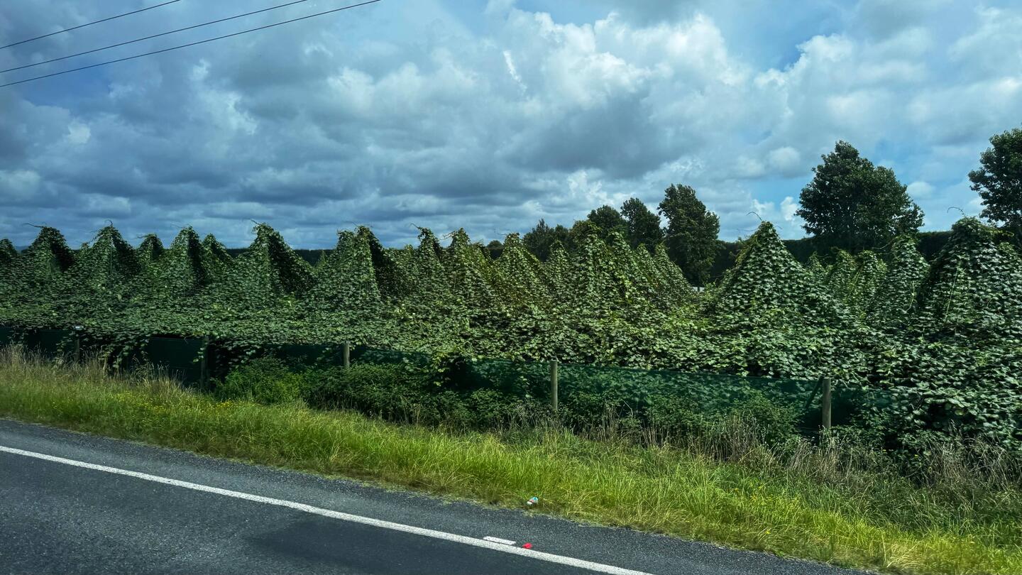 Kiwi fruit growing