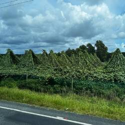 Kiwi fruit growing