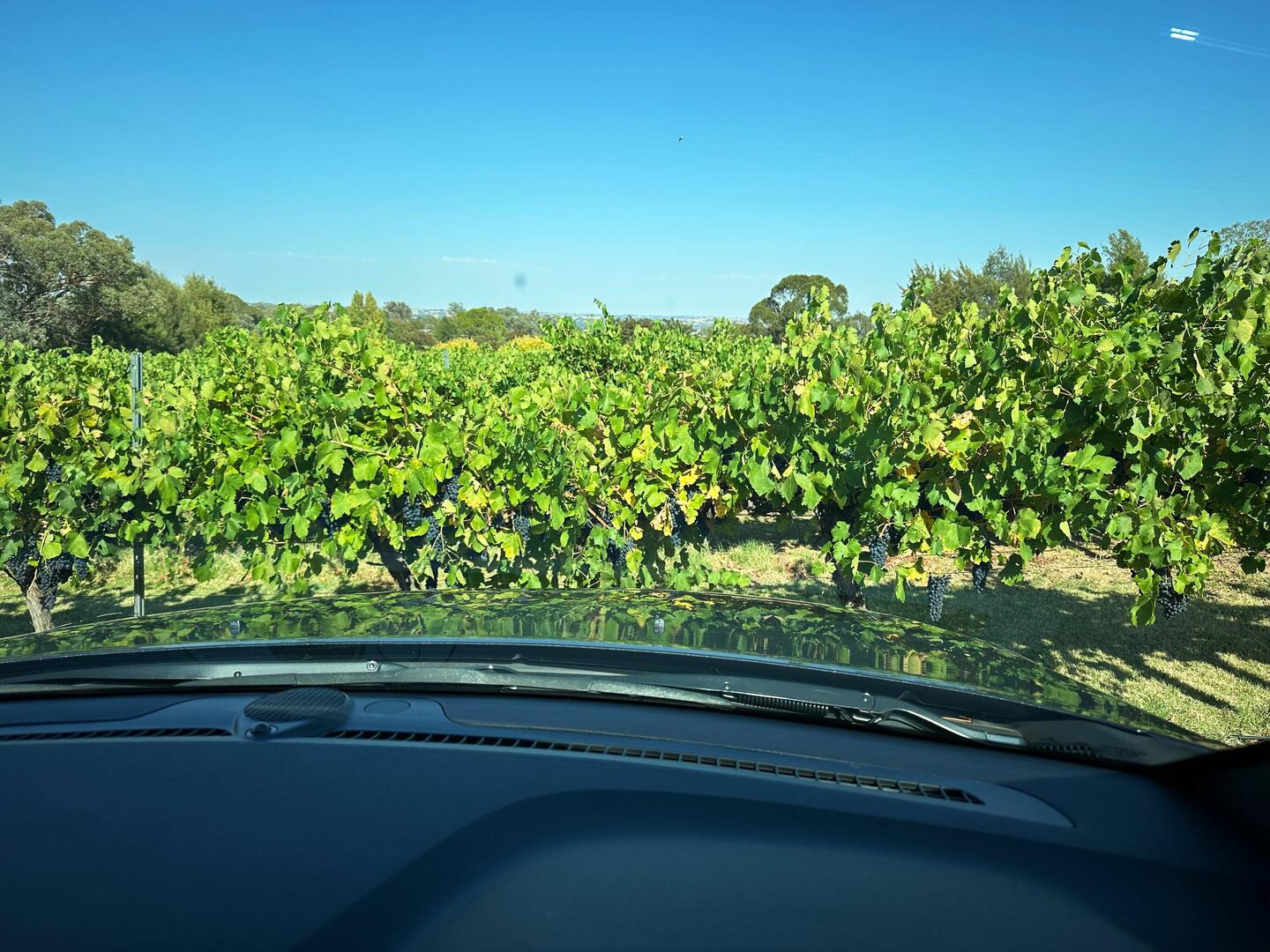 The Grove Vineyard