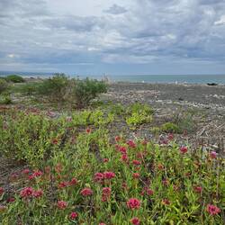 Blick auf den Strand von Bay View