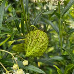 Wieder eine Pflanze, die ich nicht kenne