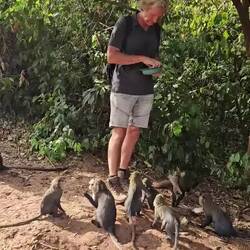 Auch heilige Affen haben Hunger