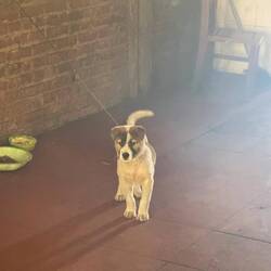 Tommys neuer Freund auf der Wanderung