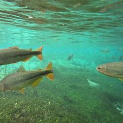 Gold schimmernde Doraden schauen auch vorbei