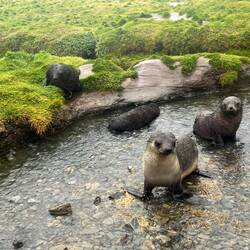 Baby Pool