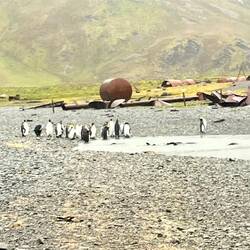 King Penguins