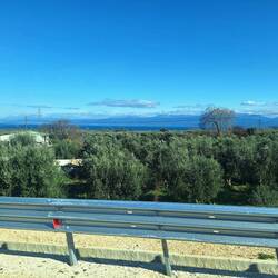 Viele große Olivenbäume, gerade wird überall zurückgeschnitten