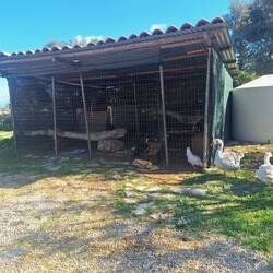 Hier leben auch Gänse, Hühner🐔 und ein Pfau🦚