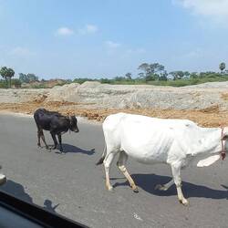 Vaches au milieu de l'autoroute...normal !