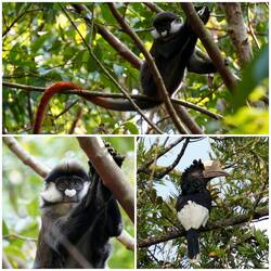 Rotschwanzmeerkatze und Grauwangen-Hornvogel im Bigodi-Sumpfland