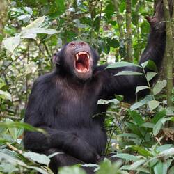 Keine Angst, der gähnt doch nur... oder?