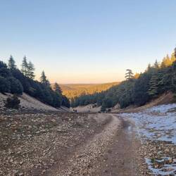Wald, soweit das Auge reicht