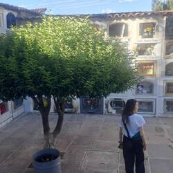 Friedhof in Sucre - anderes kulturelles Setting, aber auch interessant.