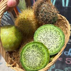 Cactus fruit