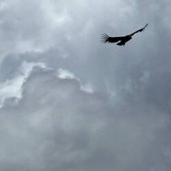 Three meter wingspan