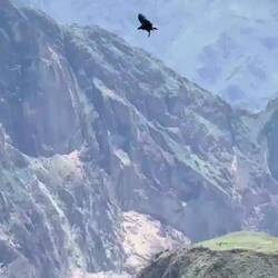 A juvenile condor, more brown than black