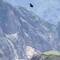 A juvenile condor, more brown than black