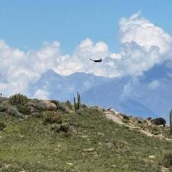 Spotted at a distance