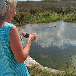 Alligator in freier Natur und Bärbel macht furchtlos Fotos 😱