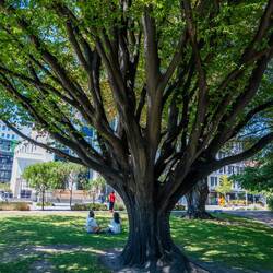 Vet inte vad det är för slags träd, men fint är det 😎