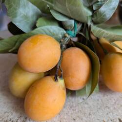 Marian plum. Big pit, sweet fruit, slightly thick skin.