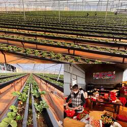 Zum Erdbeerpflücken ging es dann auch noch wer wollte