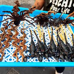 Achtung! nächstes bild nichts für schwache nerven - kroko am spiess