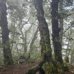 Neuseelands Wälder muss man einfach lieben