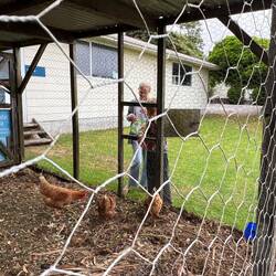 Campingpladsen i Greymouth havde et par høns, man kunne dele sine madrester med