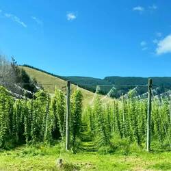 Humlen til al New Zealands ølproduktion bliver produceret i området syd for Abel Tasman