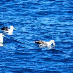 A cluster of Albatross