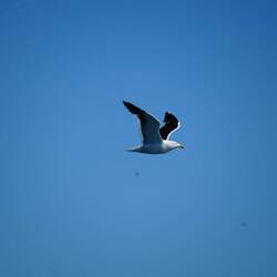 Petrel in flight