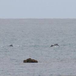 Dolphins off the esplanade in Kaikoura