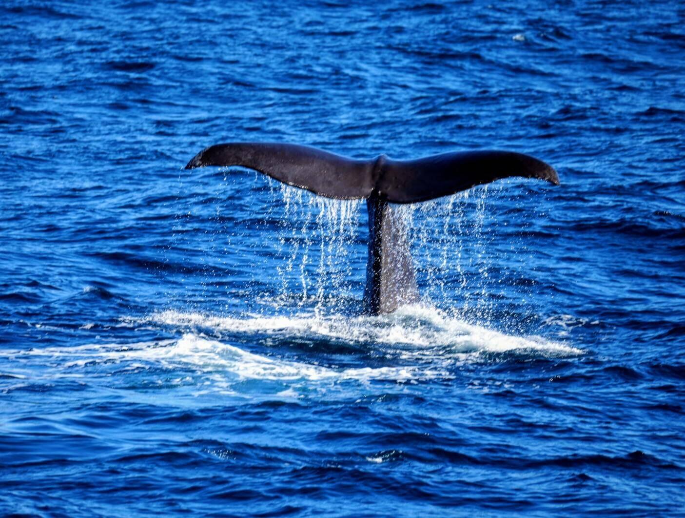 The tail of Holey Moley, a 15 metre sperm whale, diving into the deep