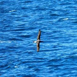 Albatross in flight